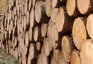 Forest enterprises increased their revenues by almost BGN 35 million through the electronic sale of timber