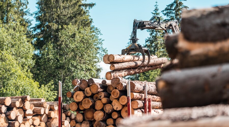 Revenue from e-auctions on the online timber sale platform exceeded BGN 121m