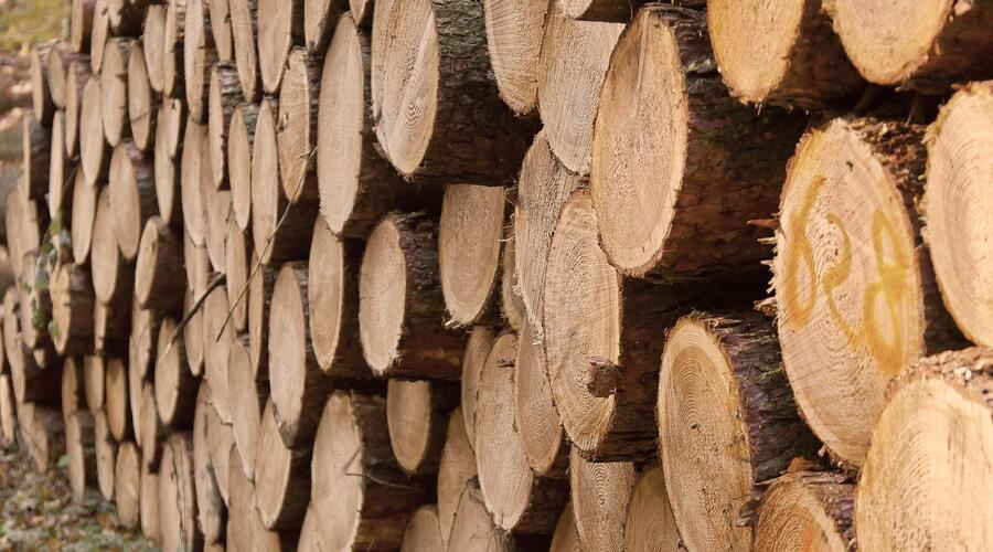 Forest enterprises increased their revenues by almost BGN 35 million through the electronic sale of timber